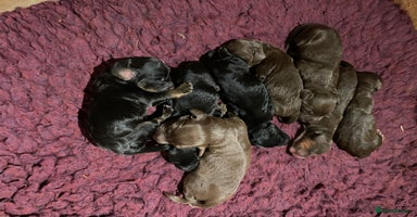 Cocker Spaniel dogs - Advert 11