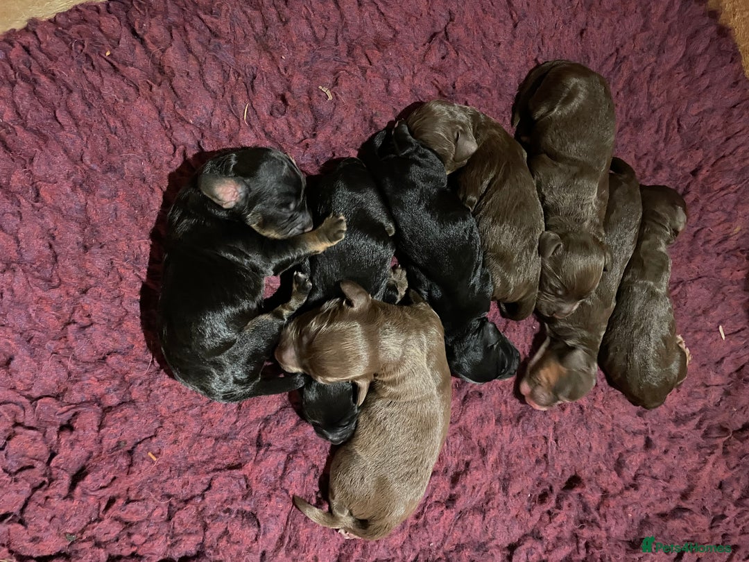 Cocker Spaniel dogs for sale: KC Registered Health Tested Working Cocker Spaniel - Advert 3