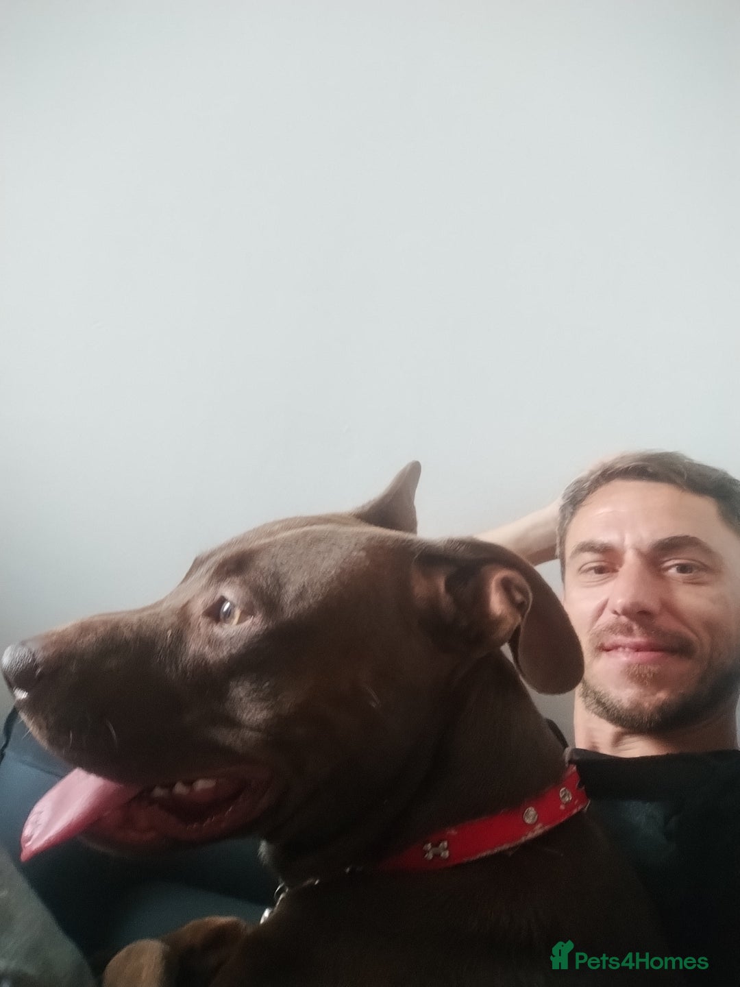Mixed Breed dogs for sale: Beautiful 9 months old cross breed for sale  - Image 5