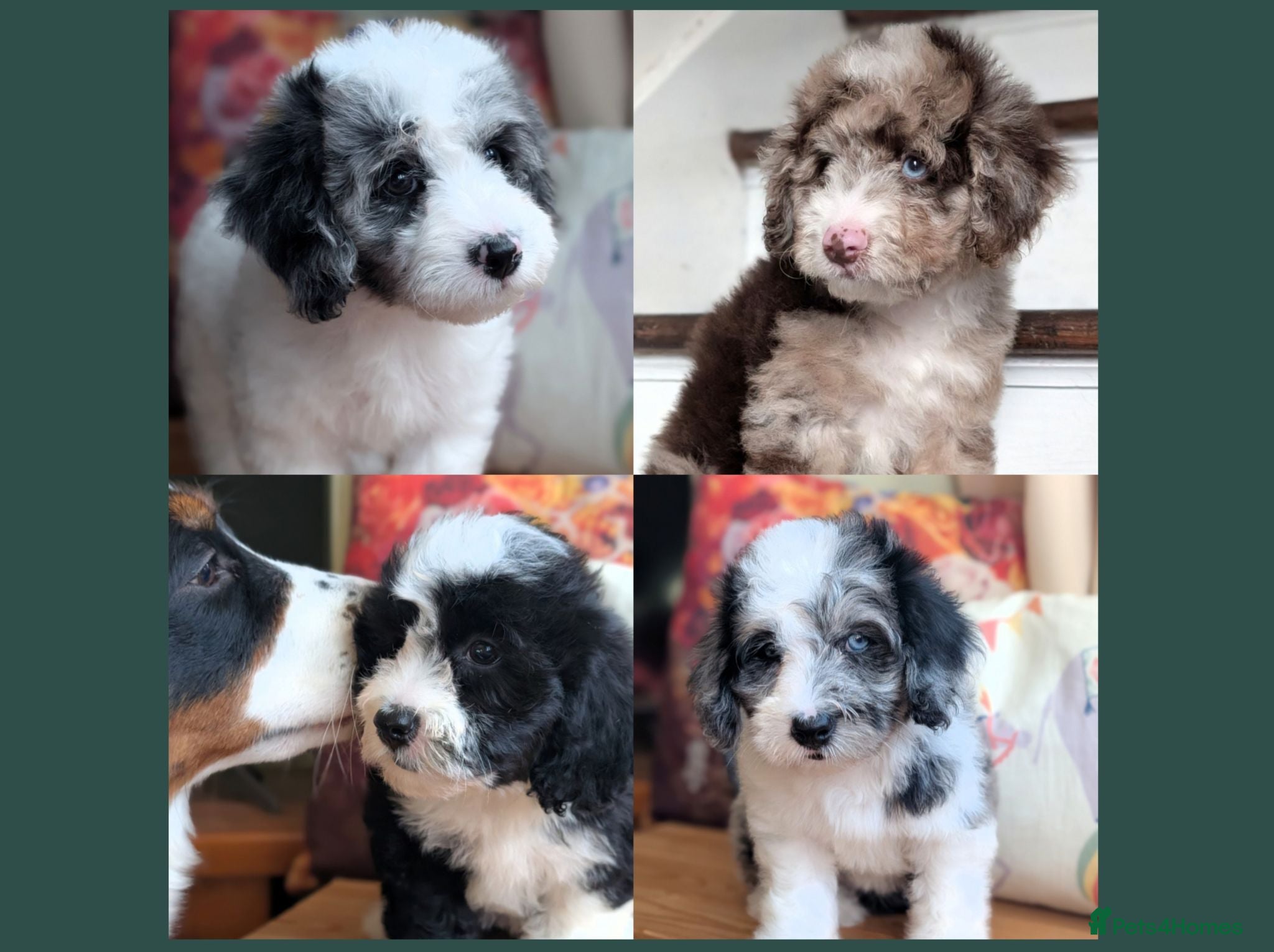 Bernedoodle dogs True Miniature sized Bernedoodles  - Advert 2