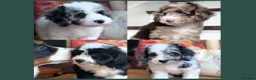 Bernedoodle dogs for sale: True Miniature sized Bernedoodles  - Advert 1
