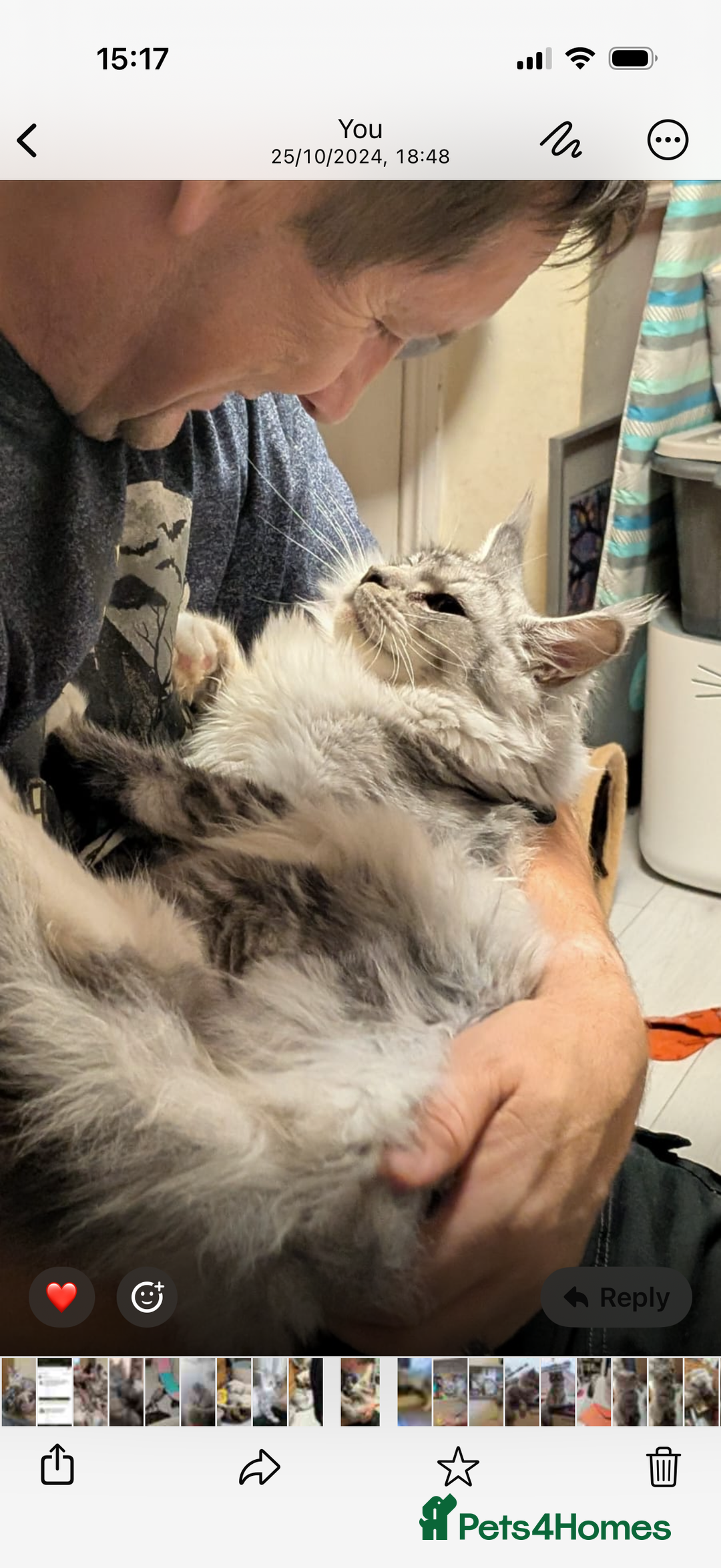 Maine Coon cats for sale: TICA reg adorable Maine Coon baby kittens  - Advert 16