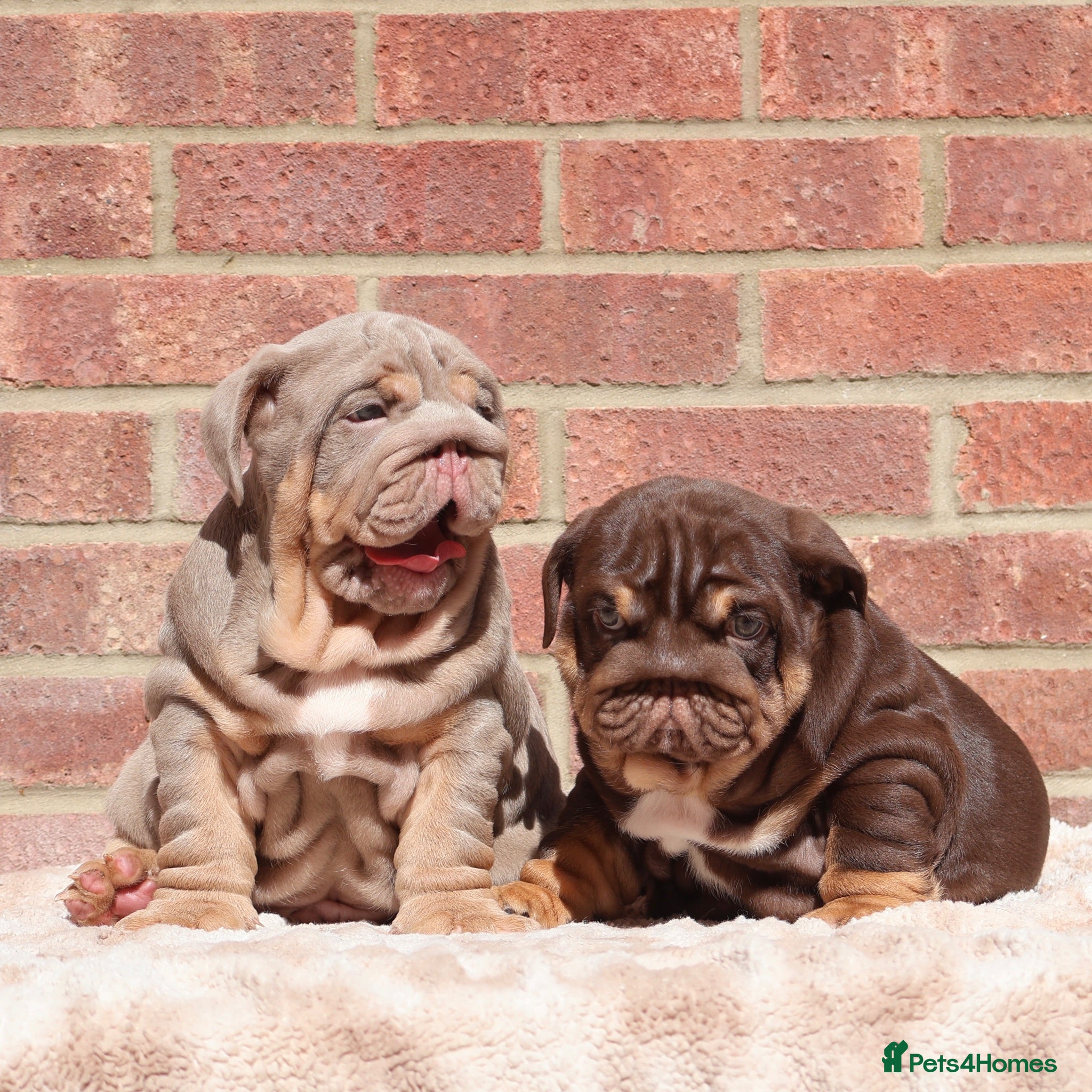 English Bulldog dogs 2 Handsome boys 💙 - Advert 1