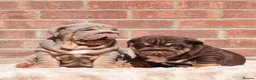 English Bulldog dogs for sale: 2 Handsome boys 💙 in Swindon - Advert 1
