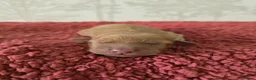 Cockapoo dogs for sale: Beautiful litter of F1b Cockapoo pups in Doncaster - Advert 14