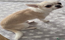 Chihuahua dogs for sale: KC CREAM & WHITE BOY - Image 11