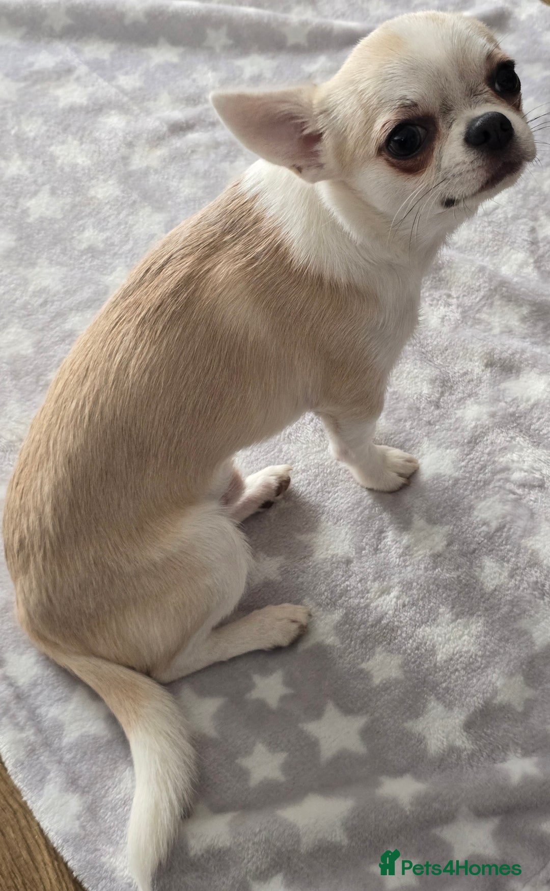 Chihuahua dogs for sale: KC CREAM & WHITE BOY - Image 11