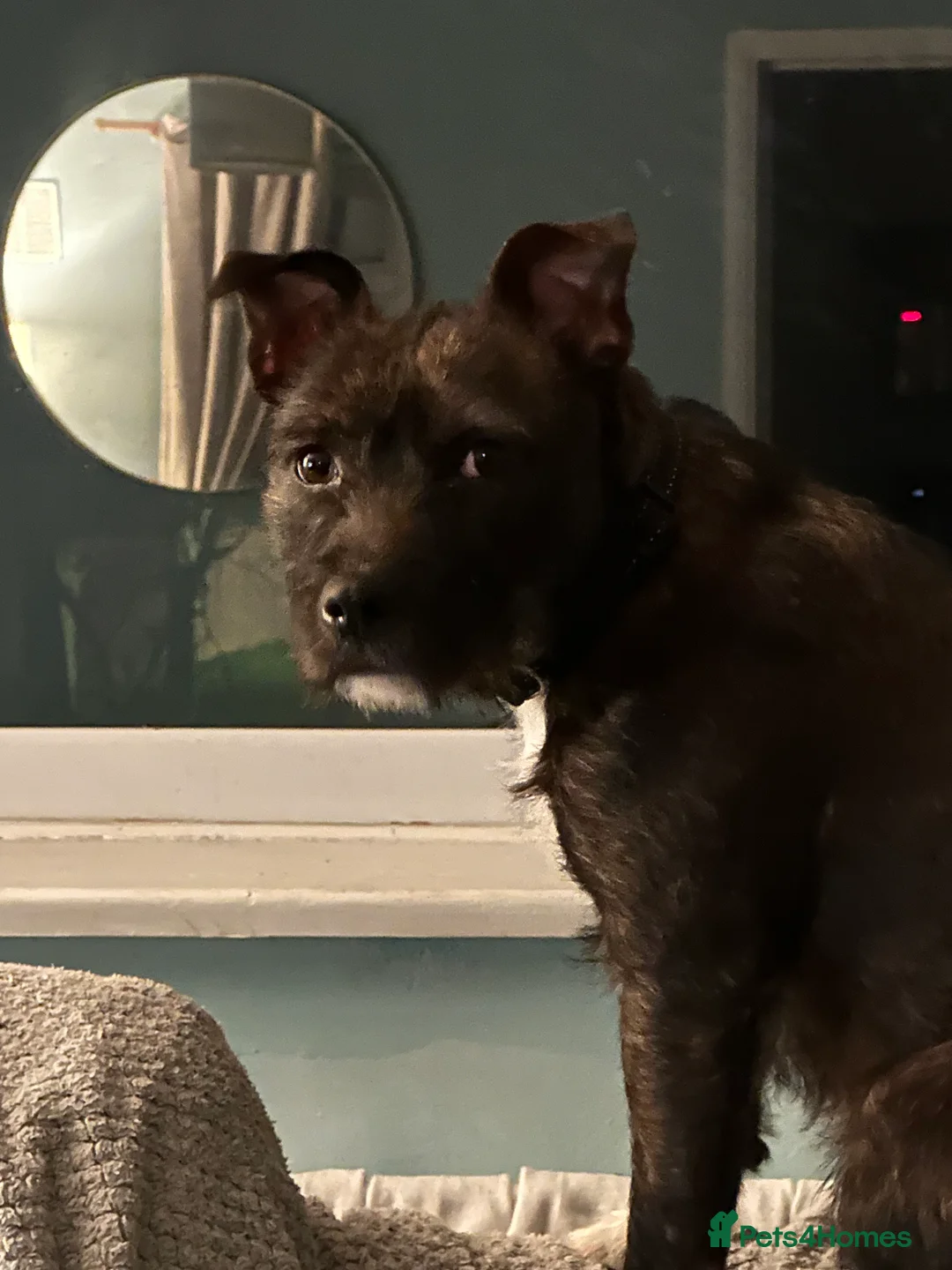 Mixed Breed dogs for sale: Staffy patterdale cross - Advert 1