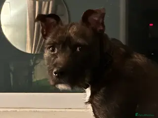 Mixed Breed dogs Staffy patterdale cross - Advert 3