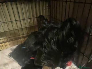 Scottish Terrier dogs FULLY KC registered Scottish terrier puppies - Advert 2