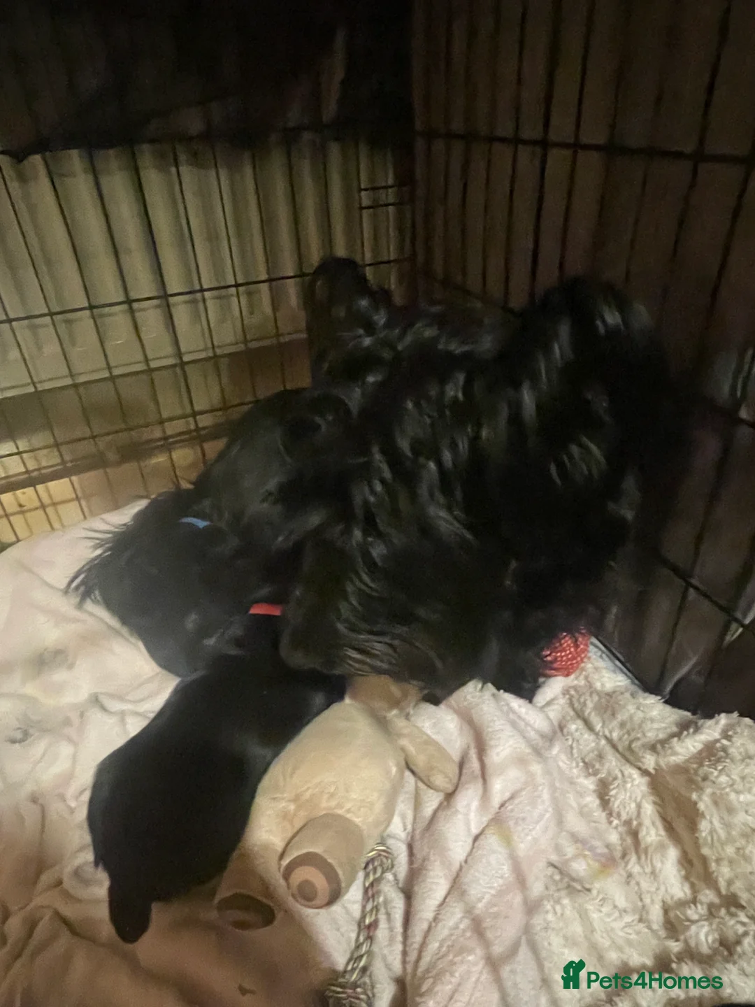 Scottish Terrier dogs for sale: FULLY KC registered Scottish terrier puppies - Advert 1