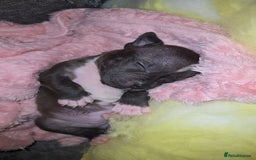 Staffordshire Bull Terrier dogs for sale: **LAST GIRL** STAFFORDSHIRE BULL TERRIOR PUPPIES - Image 19