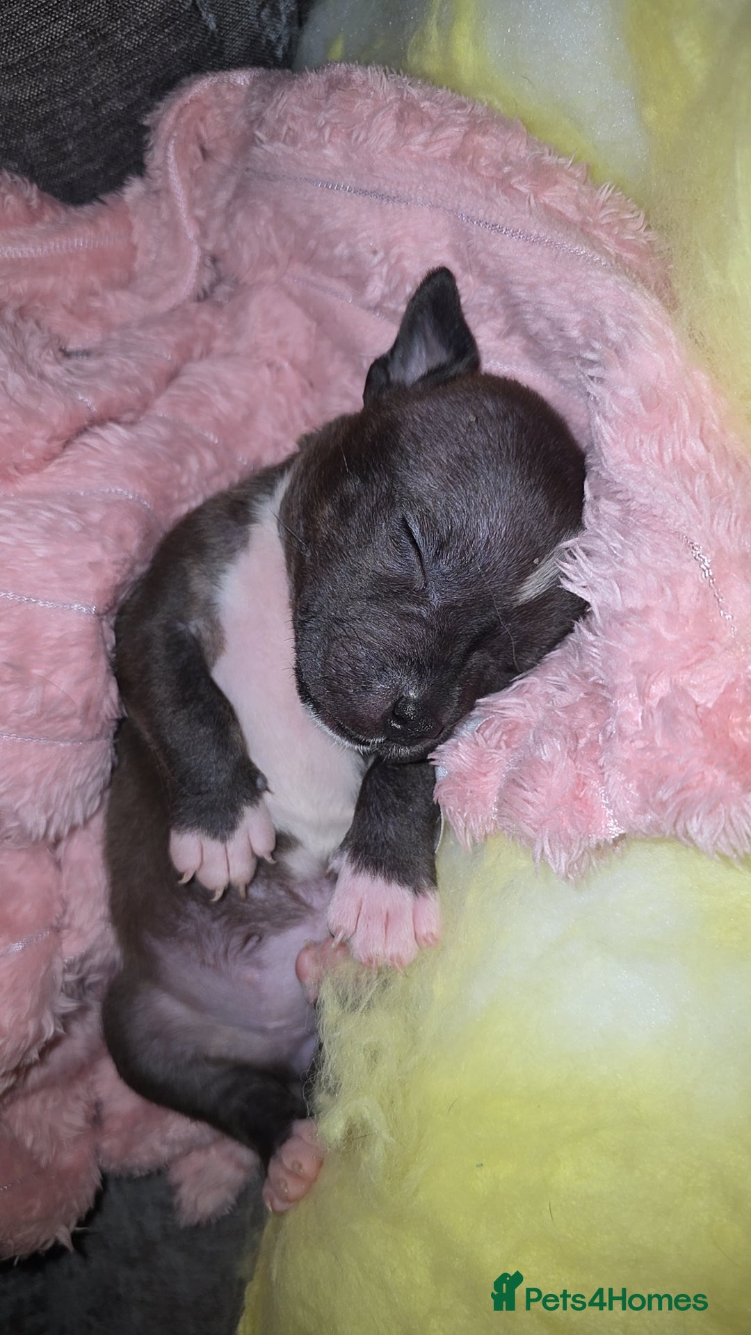 Staffordshire Bull Terrier dogs for sale: **LAST GIRL** STAFFORDSHIRE BULL TERRIOR PUPPIES - Image 19