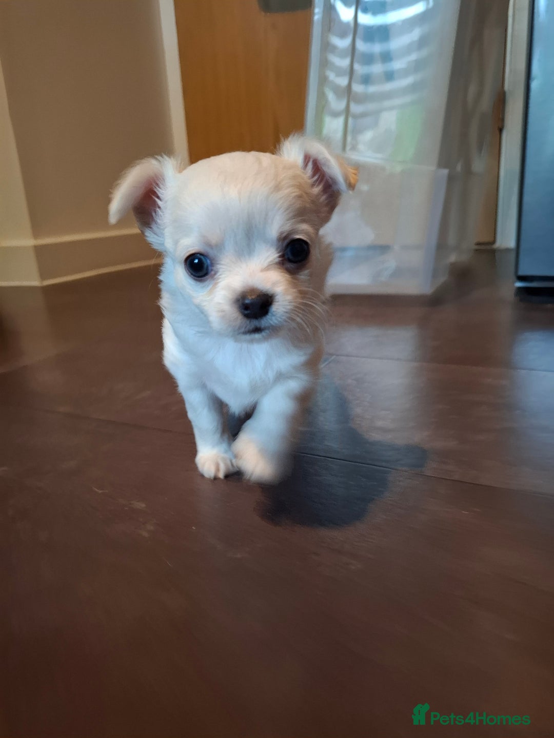 Chihuahua dogs for sale: Gorgeous Chihuahua puppies ❤️👑❤️ Bristol  - Advert 19