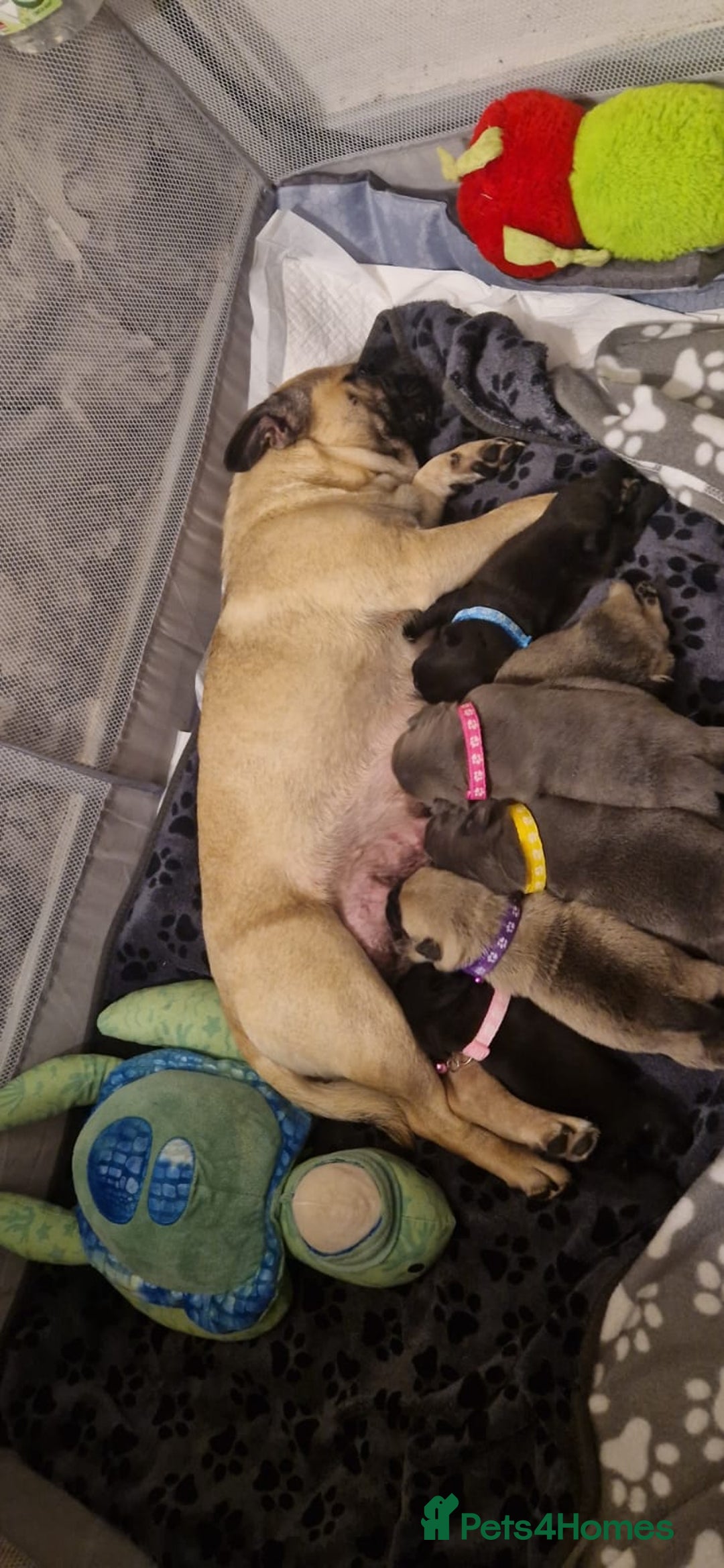 Frug dogs for sale: 6 beautiful frug puppies.  - Image 1