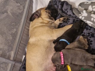 Frug dogs - Advert 1