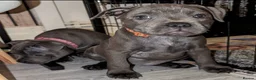 Staffordshire Bull Terrier dogs for sale: £1950 ONO Ready Champion blood line best inBritain - Advert 6