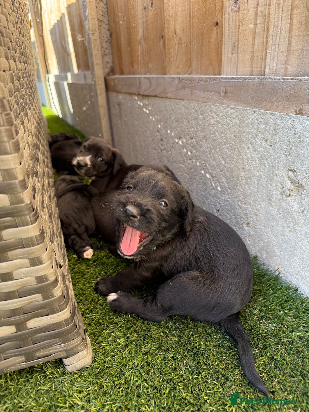 Jackapoo dogs for sale: Beautiful Jackapoo Puppies 🖤🖤🖤 - Image 6