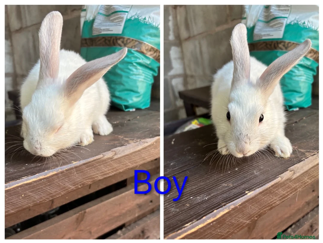 Mixed Breed rabbits for sale: 5 rabbits for sale in Telford - Advert 2