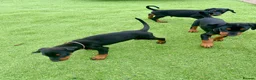 Dobermann dogs for sale: European Doberman puppies 3 available!! - Advert 14