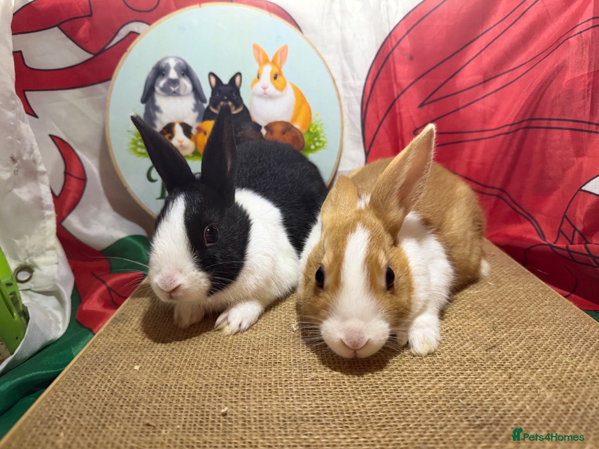 Dutch rabbits for sale: Gorgeous Dutch rabbits ready to reserve.  - Advert 5