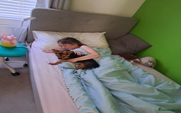 Mixed Breed dogs for sale: Jack Russell cross Dachshund - Advert 8