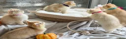 British Shorthair cats for sale: 💛Premium golden chinchilla bsh kittens 💛 - Advert 8