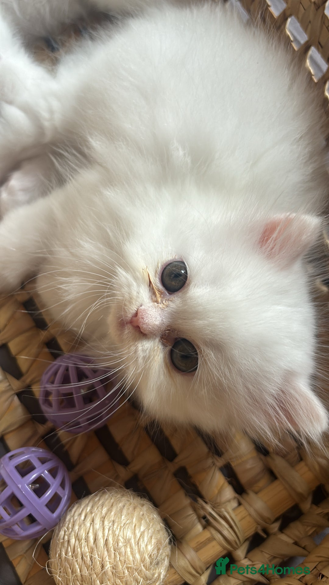 Persian cats for sale: Pure Persian baby's looking lovely home   - Image 8