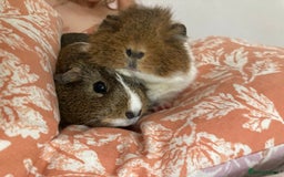Guinea Pig rodents for sale: Two beautiful female Guineapigs Teddy and agouti - Image 1
