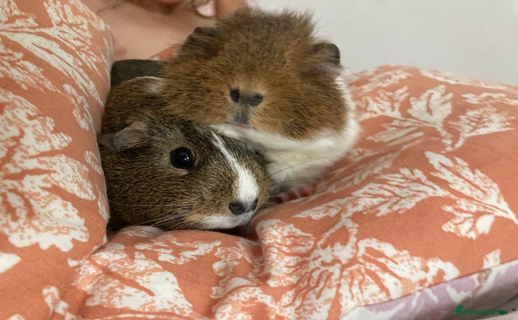 Guinea Pig rodents - Advert 1