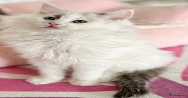 Ragdoll cats - Advert 7