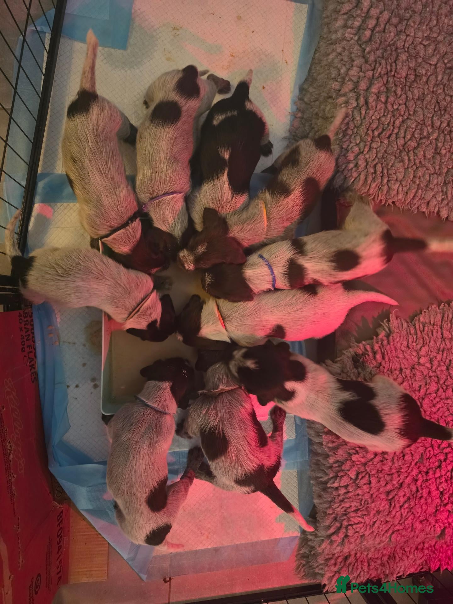 German Wirehaired Pointer dogs West German, Wire Haired Pointers - Advert 2
