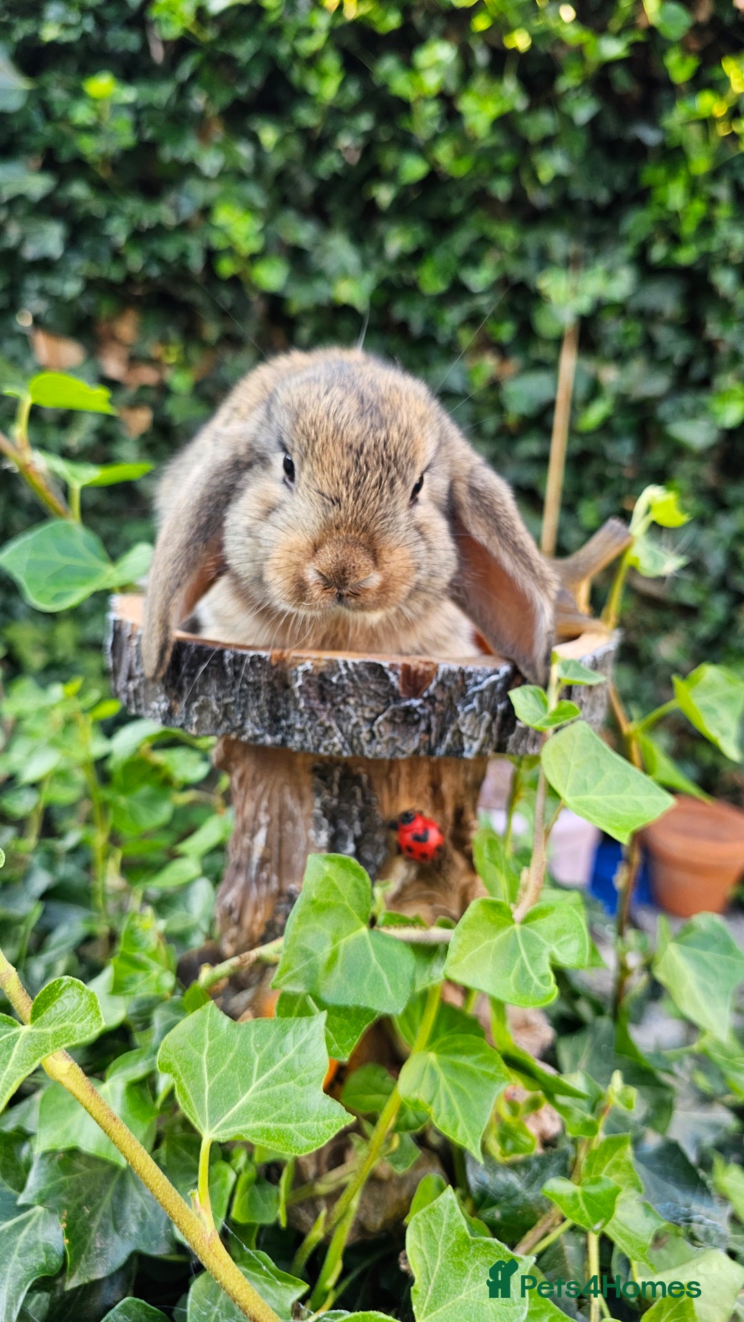 French Lop rabbits for sale: French Lop Bunnies 🐰  - Image 13