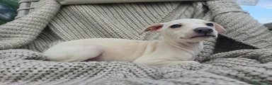 Girl Wiggy Puppy- cream-Polly