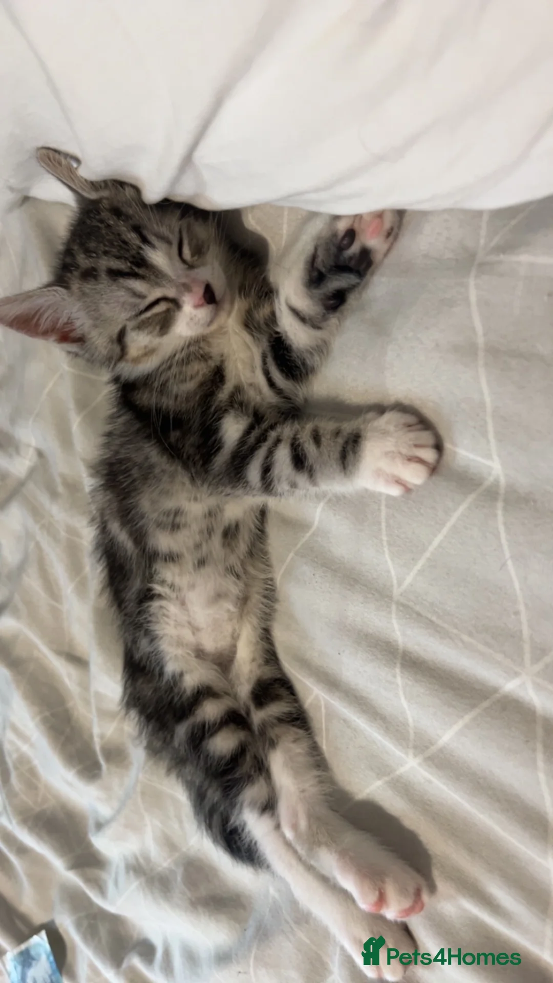 Mixed Breed cats for sale: Kitten in Larbert - Advert 1