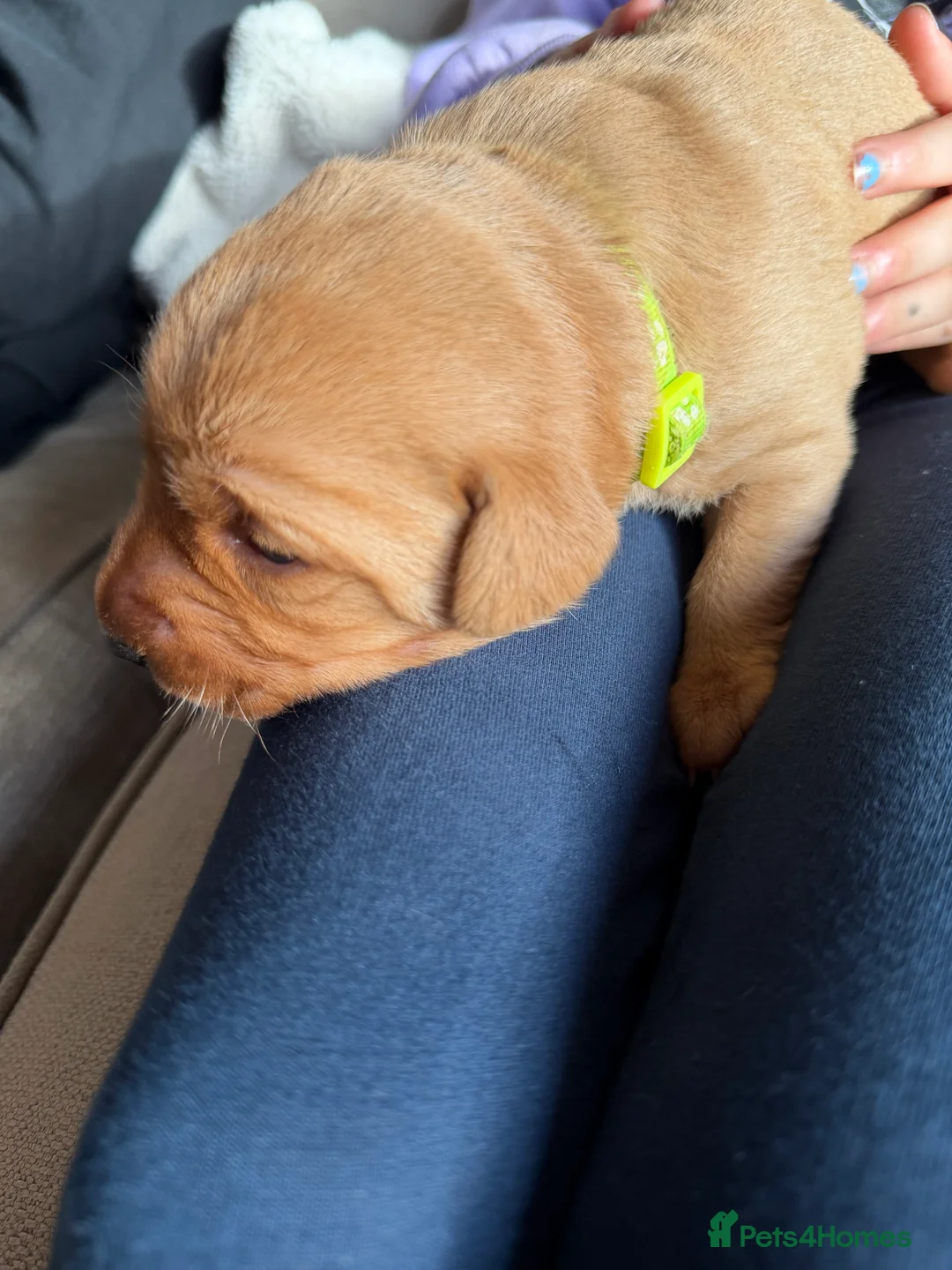 Labrador Retriever dogs for sale: KC Reg Labrador Puppies (mix of Red/blonde) - Advert 11