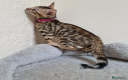 Bengal cats for sale: Pure Bred Male Bengal Kitten Available - Image 6