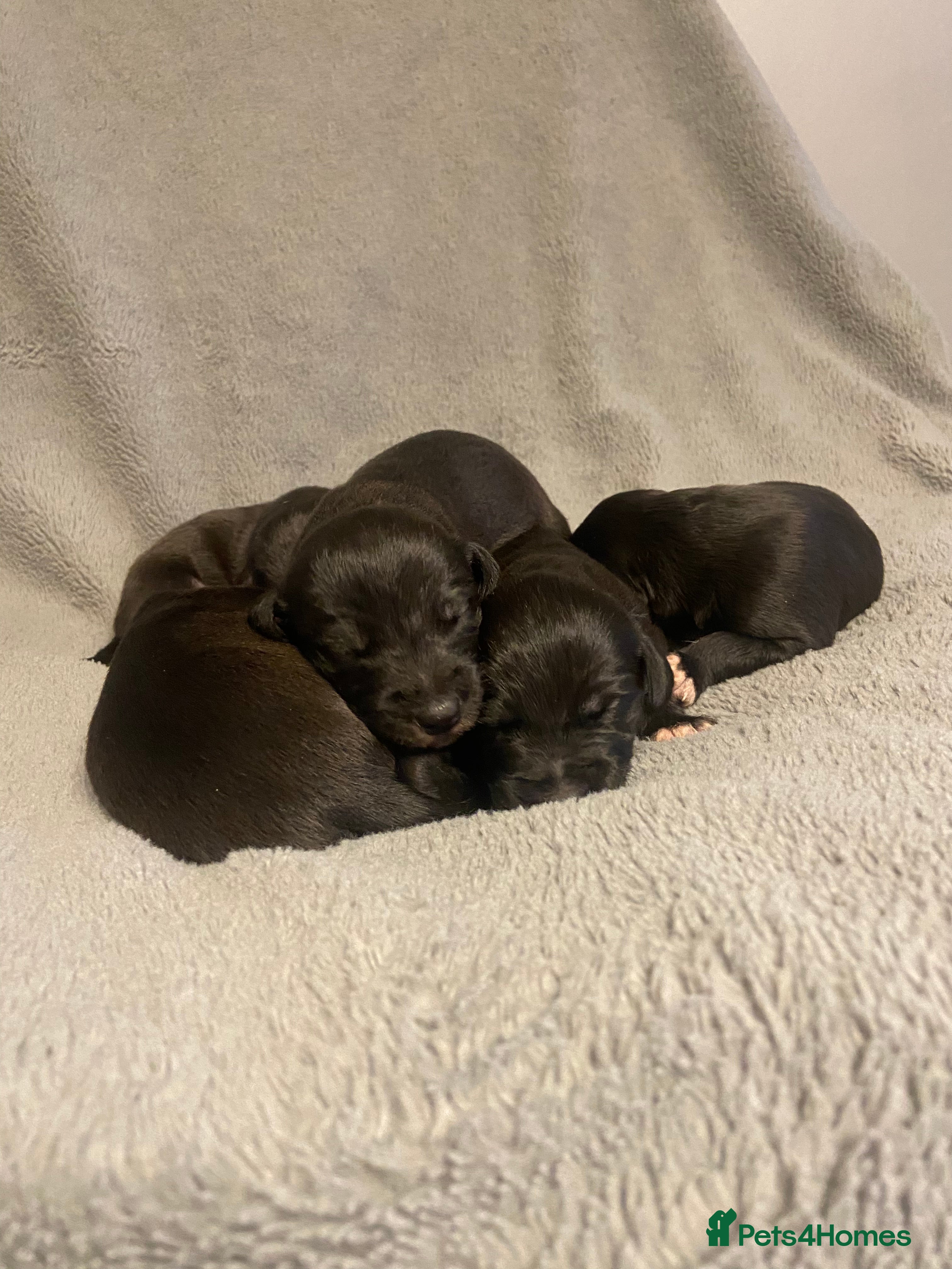 Mixed Breed dogs Beddlington whippet puppies  - Advert 3