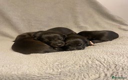 Mixed Breed dogs for sale: Beddlington whippet puppies  - Advert 1