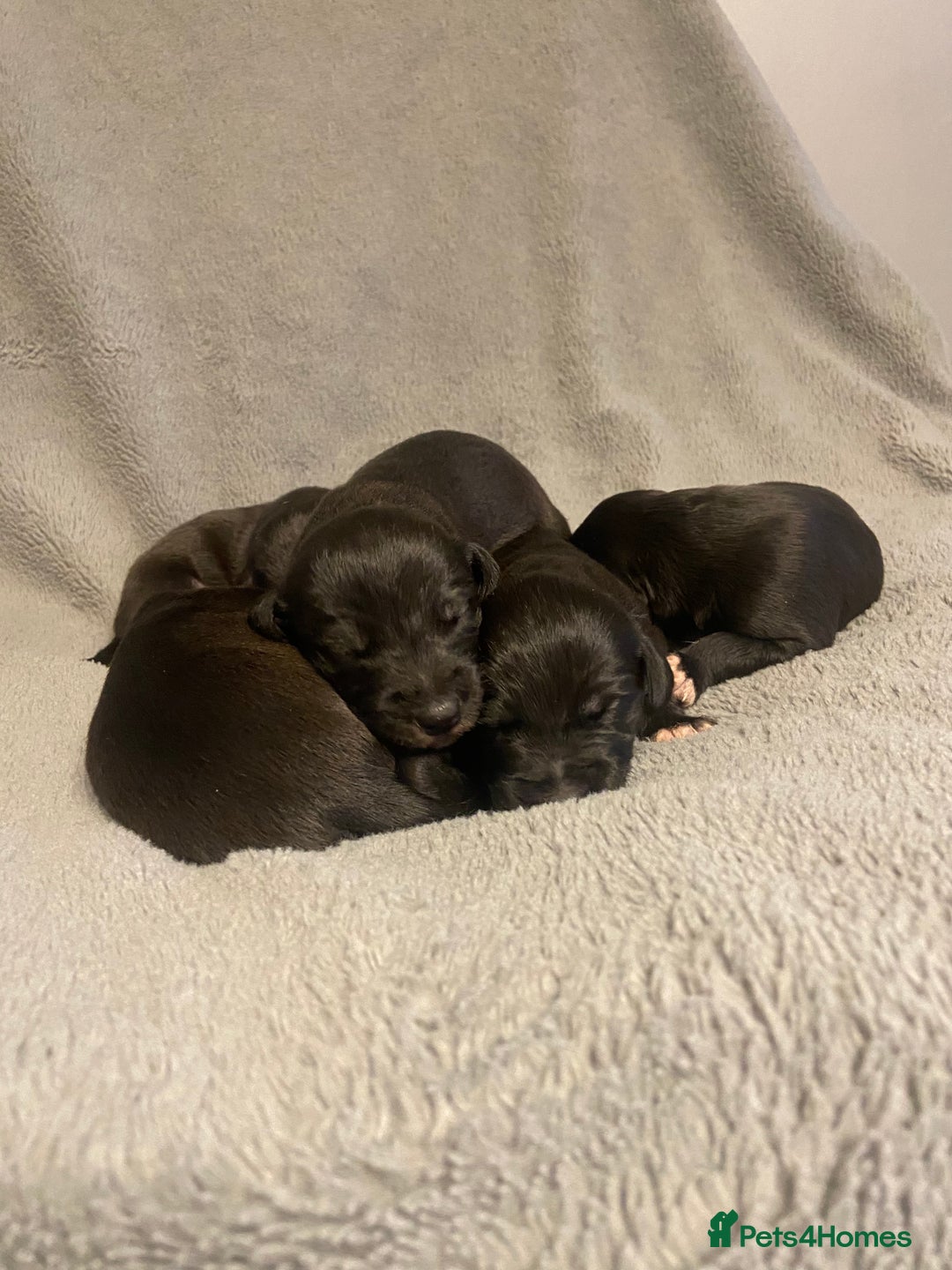 Mixed Breed dogs for sale: Beddlington whippet puppies  - Advert 1