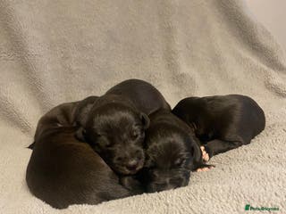 Mixed Breed dogs Beddlington whippet puppies - Advert 3