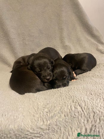 Mixed Breed dogs Beddlington whippet puppies - Advert 1