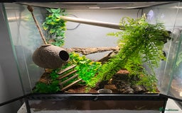 Gecko reptiles for sale: Lilly white crested gecko with whole setup  - Image 2