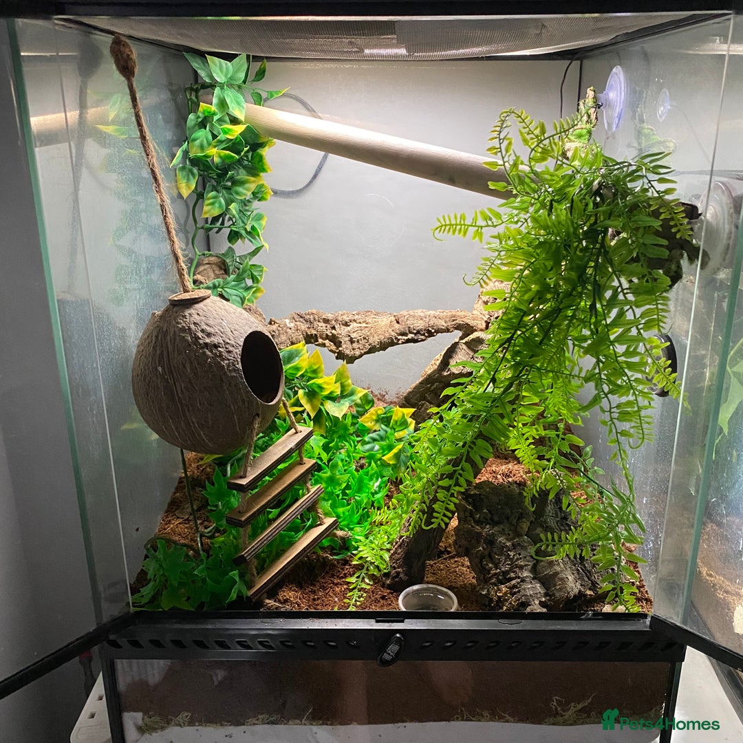 Gecko reptiles for sale: Lilly white crested gecko with whole setup  - Image 2
