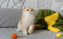 British Shorthair cats for sale: GCCFreg BSH & BLH Chocolate & Black Golden Kittens - Image 35