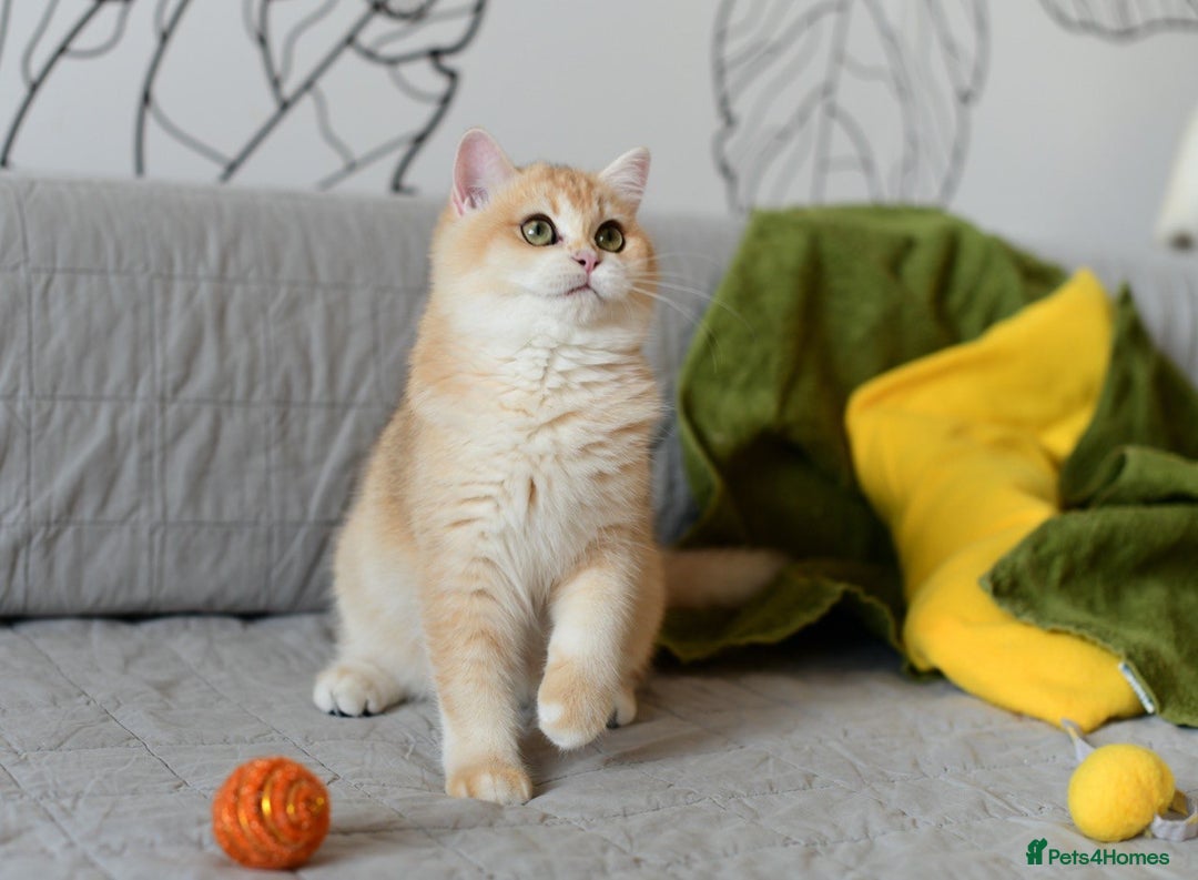 British Shorthair cats for sale: GCCFreg BSH & BLH Chocolate & Black Golden Kittens - Image 35