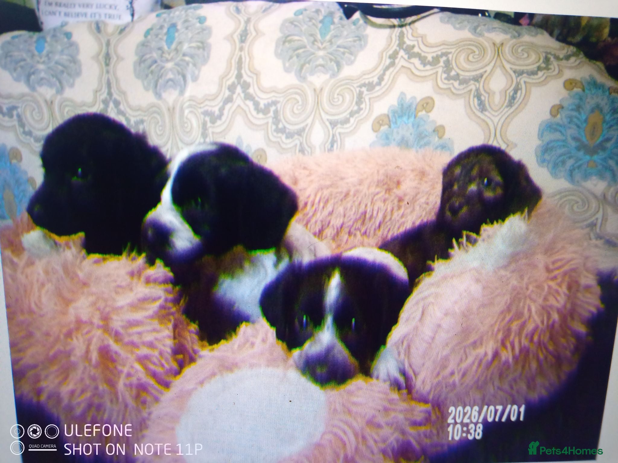 Cockapoo dogs  Cockapoo puppies 1 boy 4 girls - Advert 2