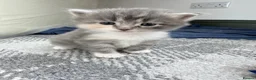 British Longhair cats for sale: Gorgeous British longhair Kittens - Advert 2
