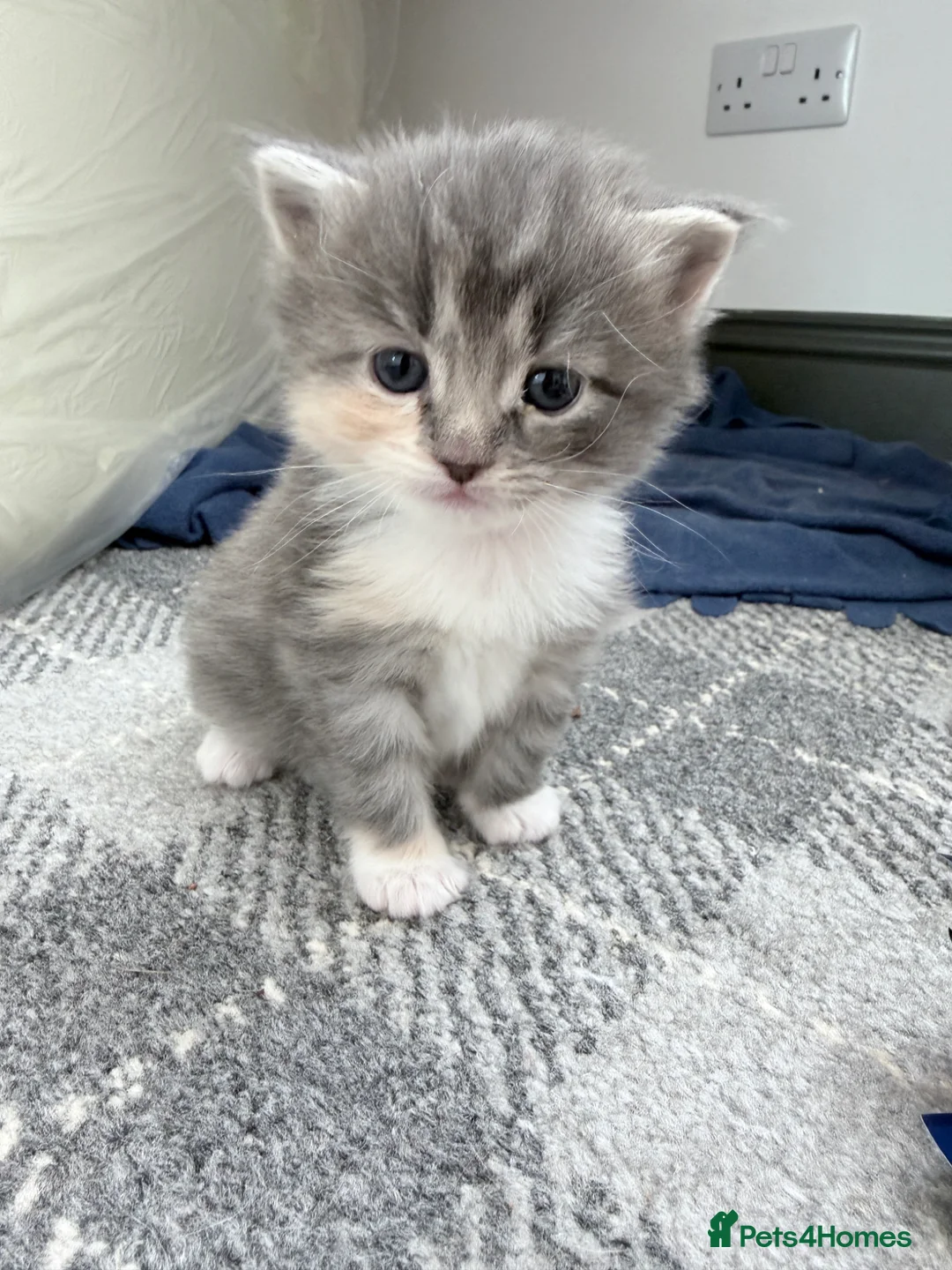 British Longhair cats for sale: Gorgeous British longhair Kittens - Advert 2
