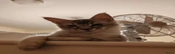 Maine Coon cats for sale: Lovely maine coon kittens - Advert 24